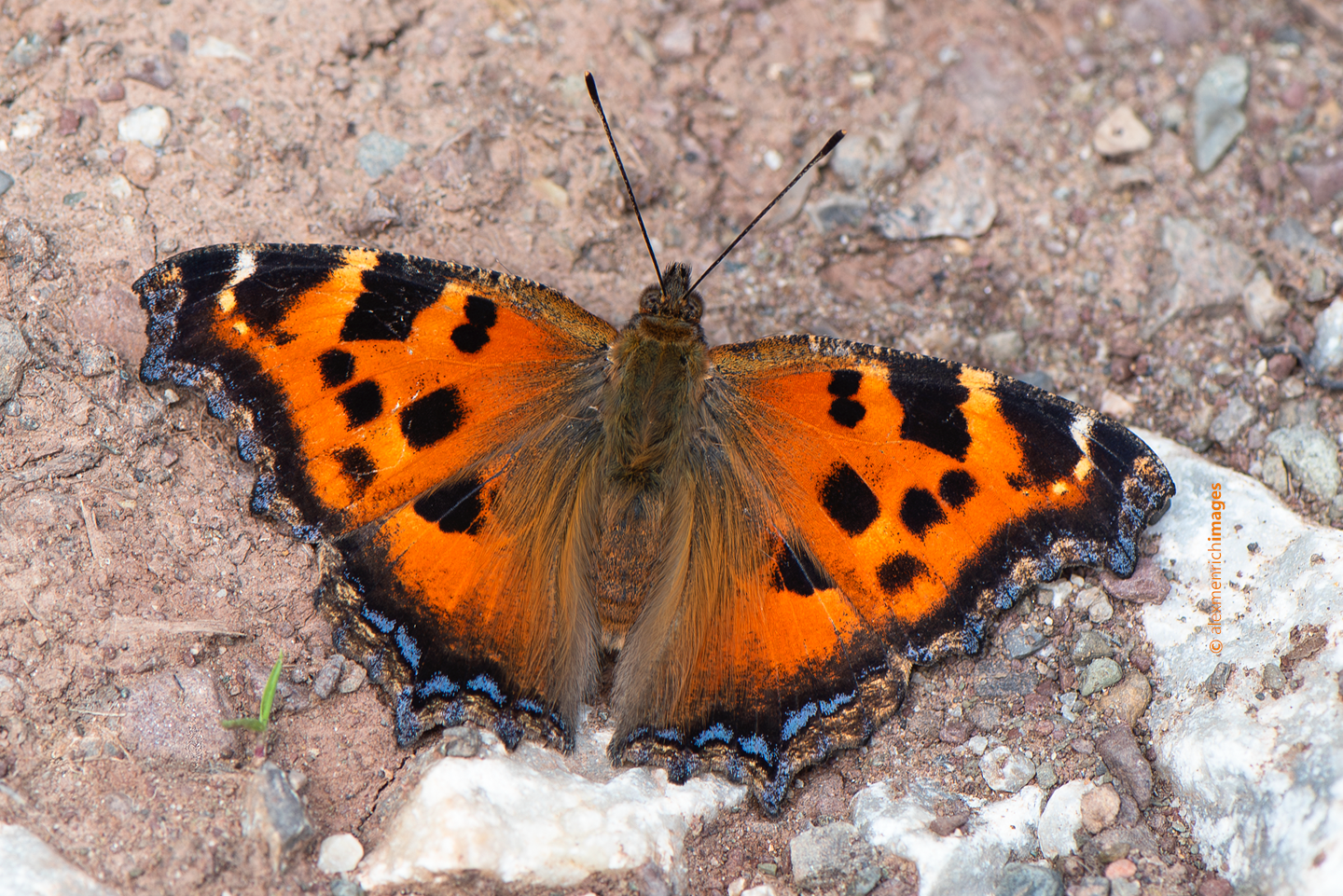 nymphalis_xanthomelas_2.png