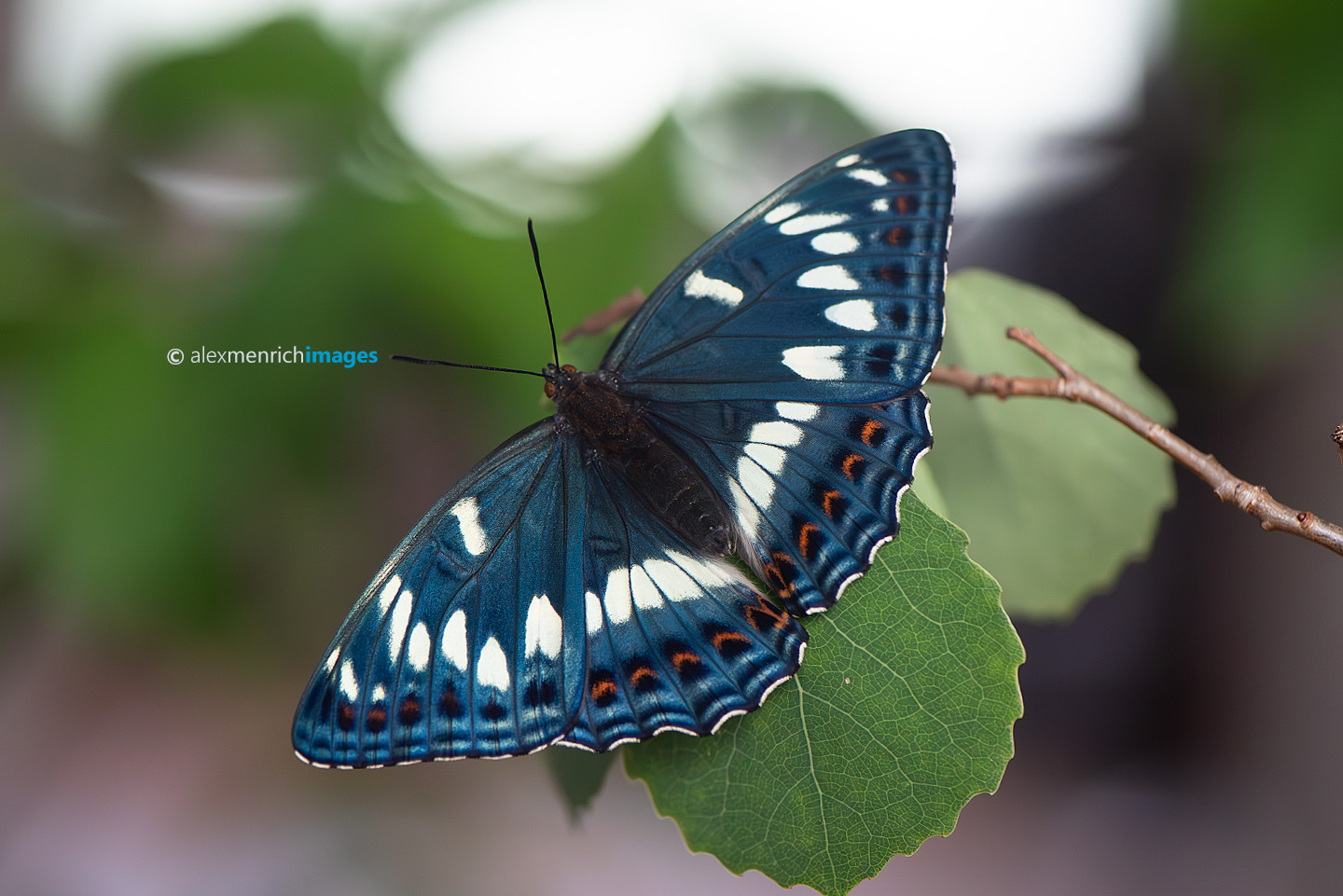 Magyarországon elsőként sikerült részletes fotódokumentációt készítenem a nagy nyárfalepke (Limenitis populi) nőstény példányáról